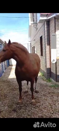 Лошадь тяжеловозной