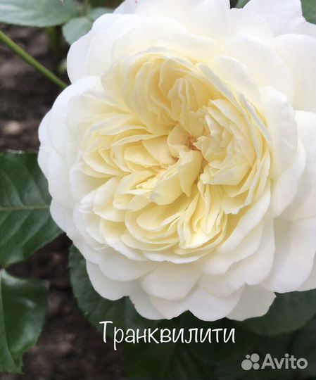 Английские розы