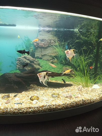 Аквариум с рыбками бу