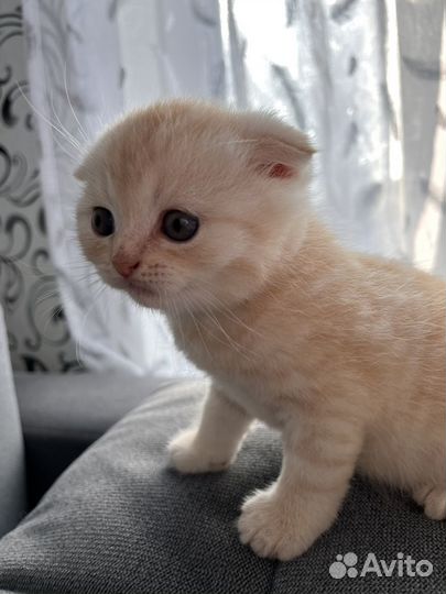 Вислоухий котенок