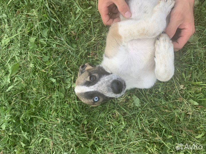 Щенок в добрые руки Хаски метис