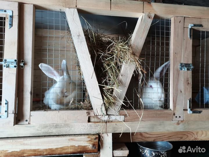 Самка Белый великан