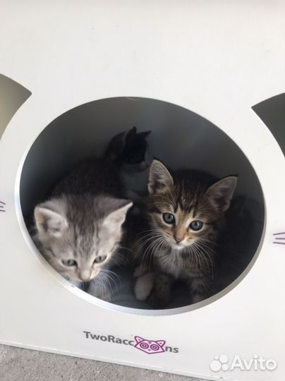 Котята в добрые руки 1 месяц