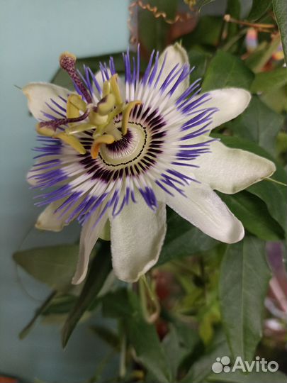 Пассифлора