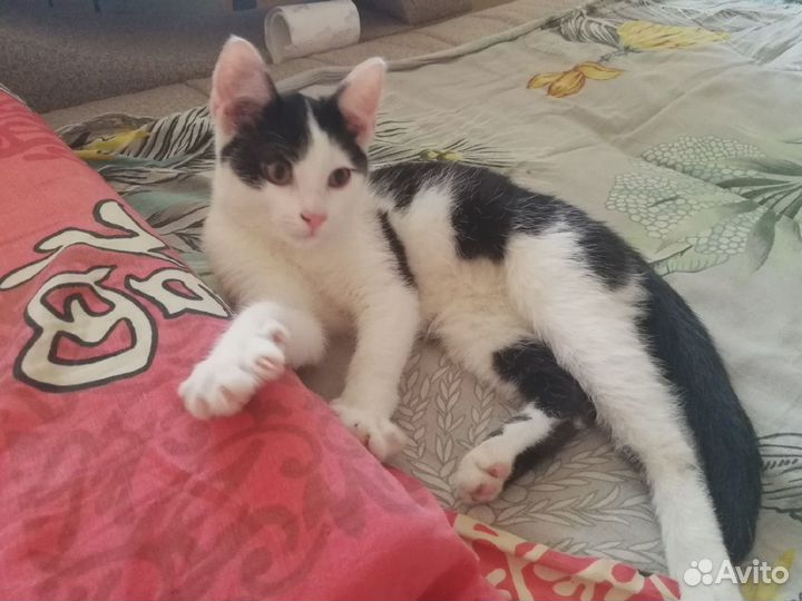 З кота (4 мес. 1 год и 3 года) каст кошка 3 г