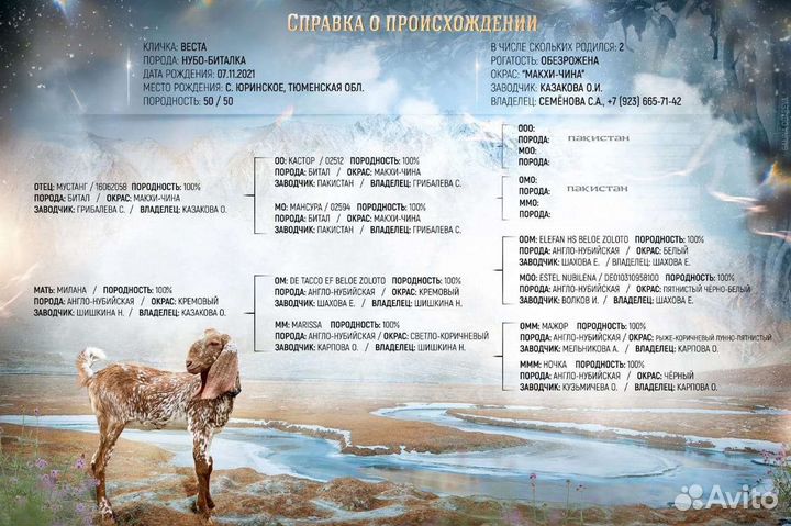 Нубийская коза