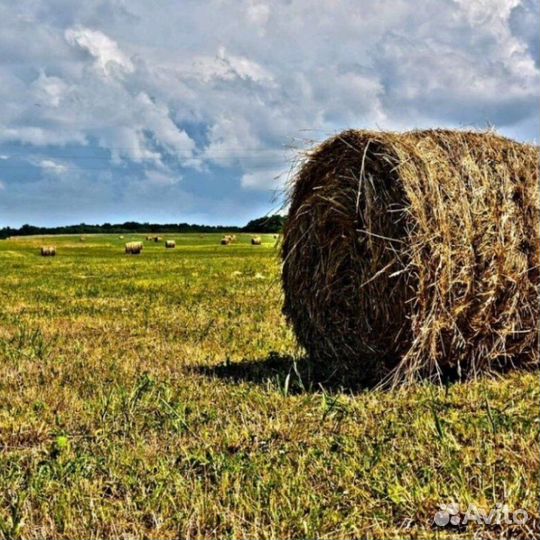 Продам сено в рулонах