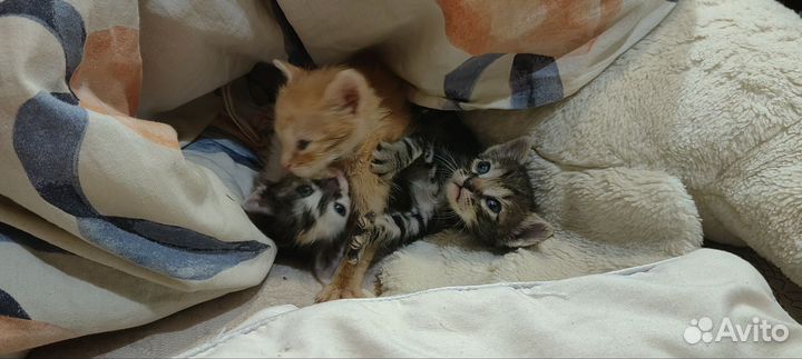 Котята в добрые руки