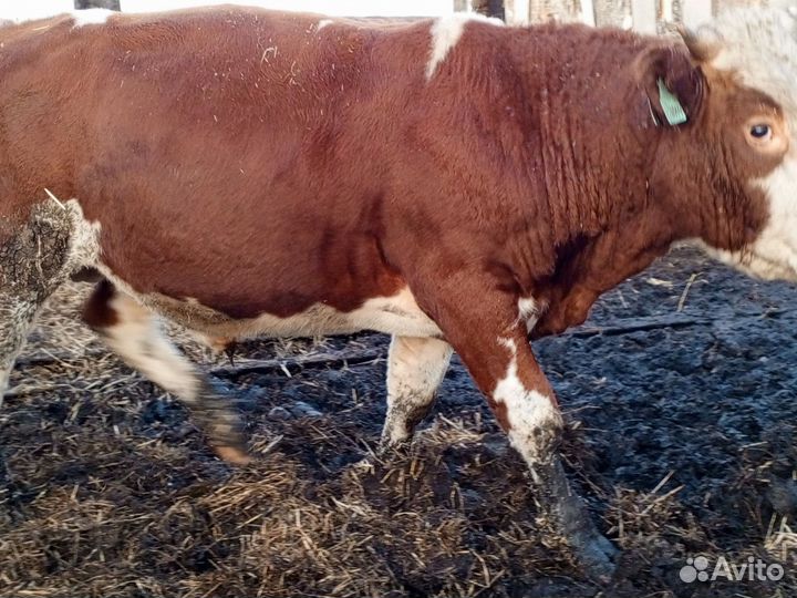Продам Бычков на откорме живьем или мясом