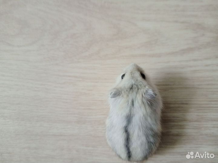 Джунгарский хомяк