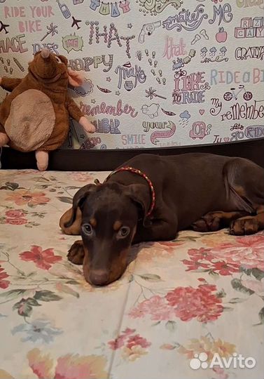 Доберманчик девочка