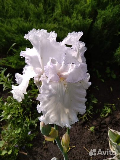 Высокие бородатые ирисы