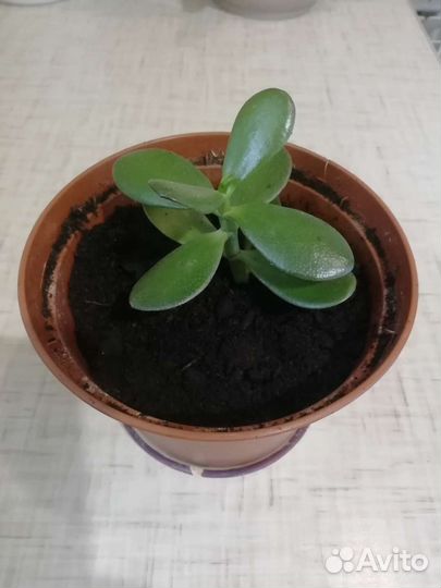 Толстянка (денежное дерево)