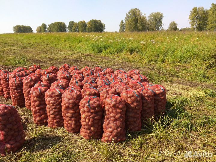 Продам картофель