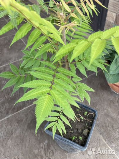 Рябинник рябинолистный