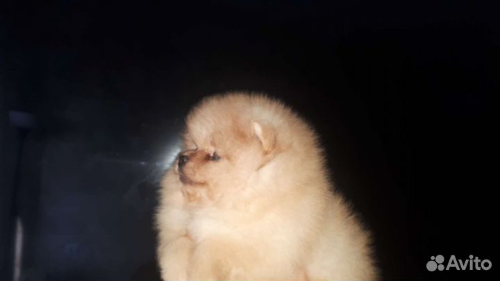 Малыш померанец мишка
