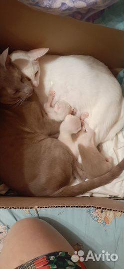 Котята ориенталы