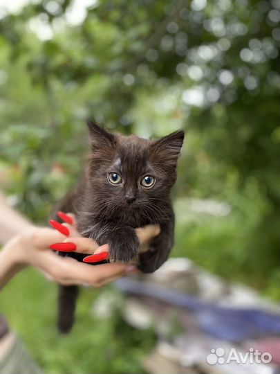 Кошка в дар