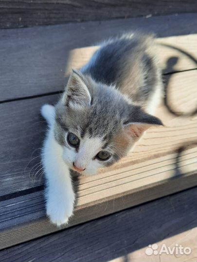 Котята в добрые руки бесплатно