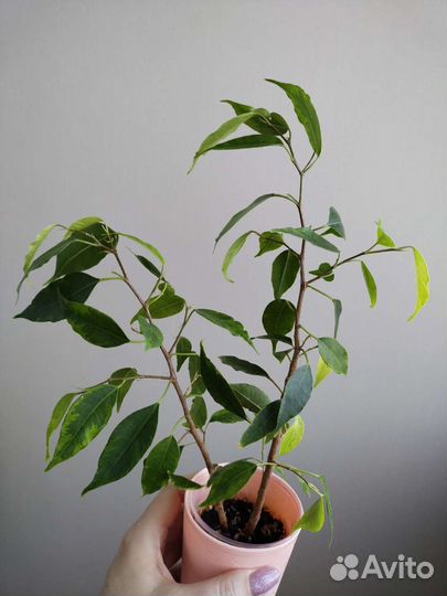 Фикусы, сорта разнын