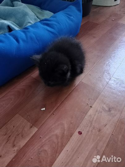 Отдам в добрые руки