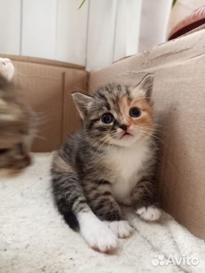 Отдам в добрые руки