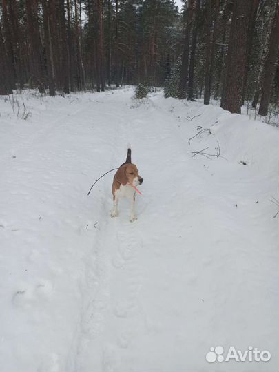 Бигль вязка