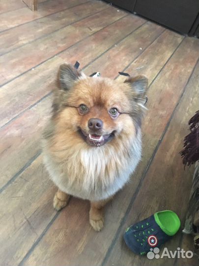 Немецкий шпиц вязка