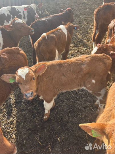 Телята бычки скот с доставкой до двора