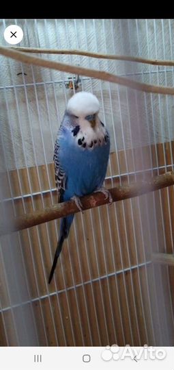 Попугаи ввп чехи