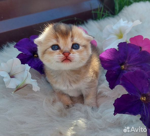 Шотландские котята