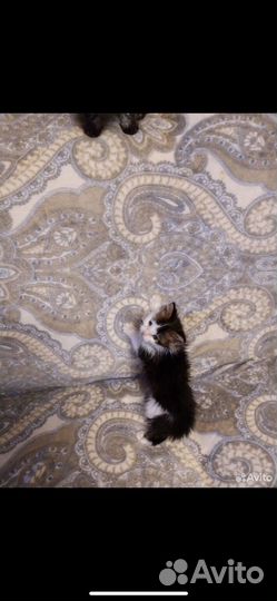 Котята мейн-кун