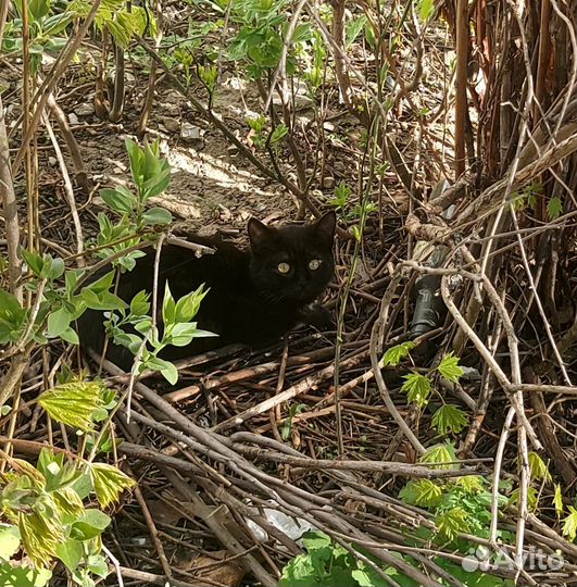 Черный котенок девочка