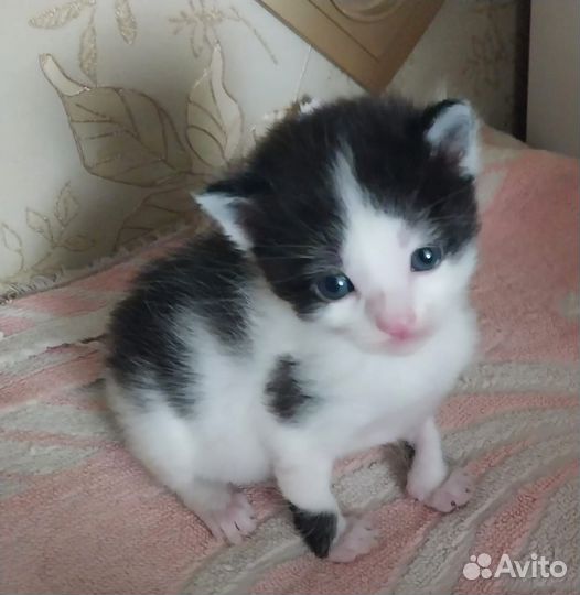 Котята в добрые руки бесплатно