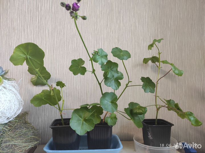 Герань сортовая