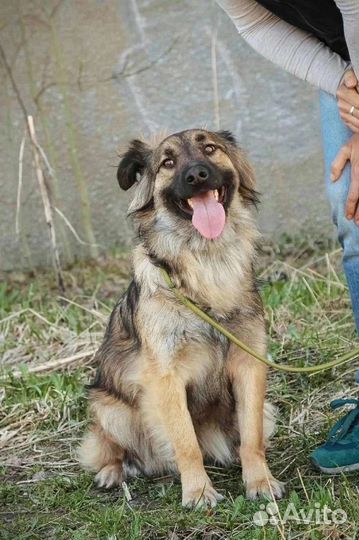 Прекрасная Кассандра ищет дом в добрые руки