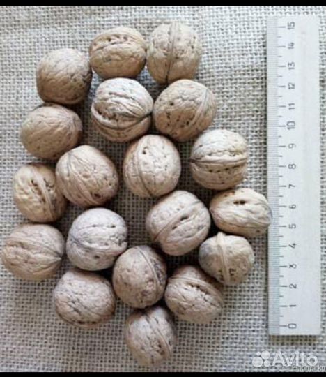 Орех грецкий