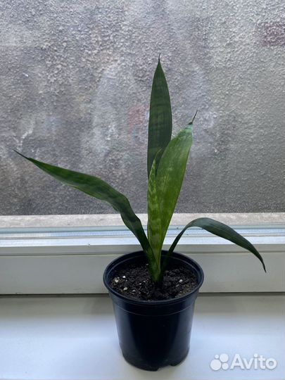 Сансевиерия