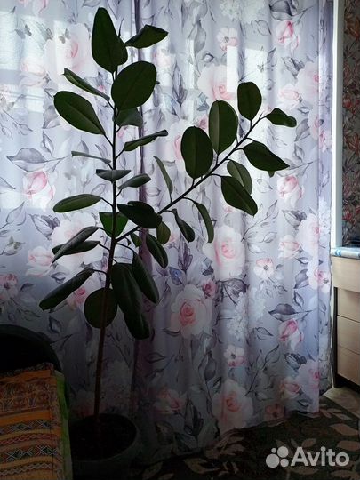 Фикус каучуконосный