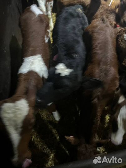 Телята бычки скот с доставкой до двора