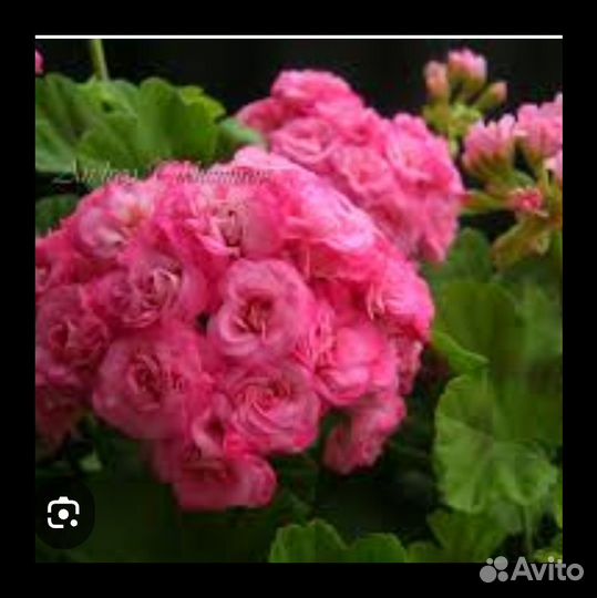 Пеларгония Graingers Antigue Rose