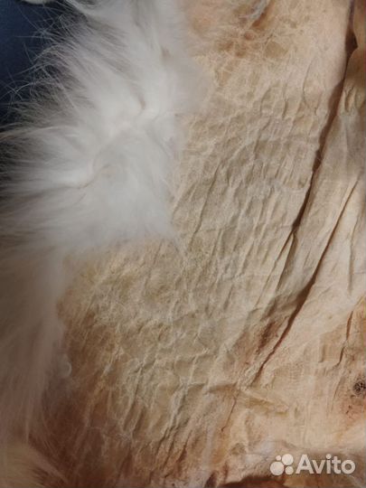 Шкурка полярного песца