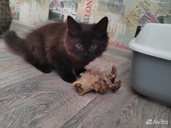 Шотландская кошечка