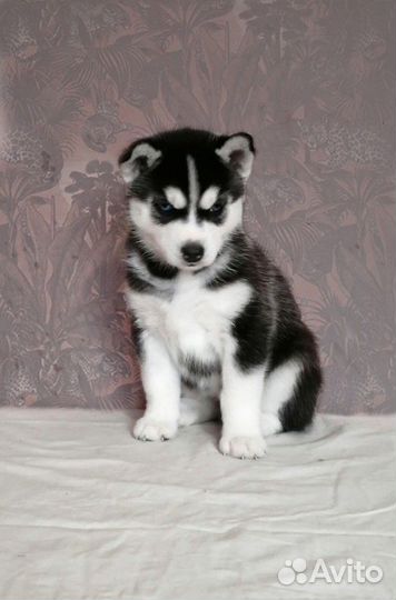 Сибирский хаски