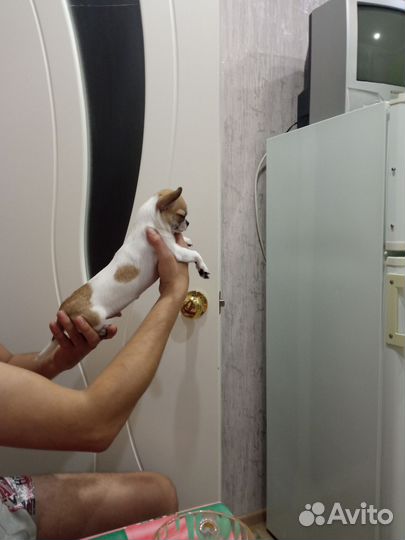 Случка собак