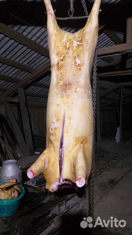 Мясо свинина домашняя