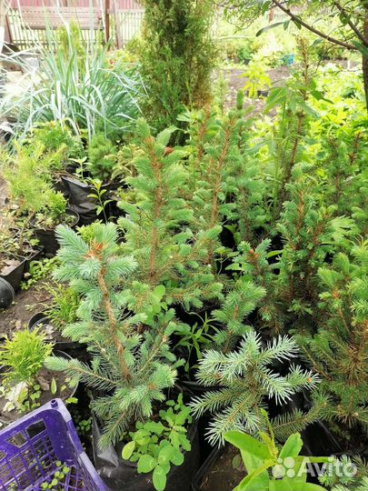 Ель голубая