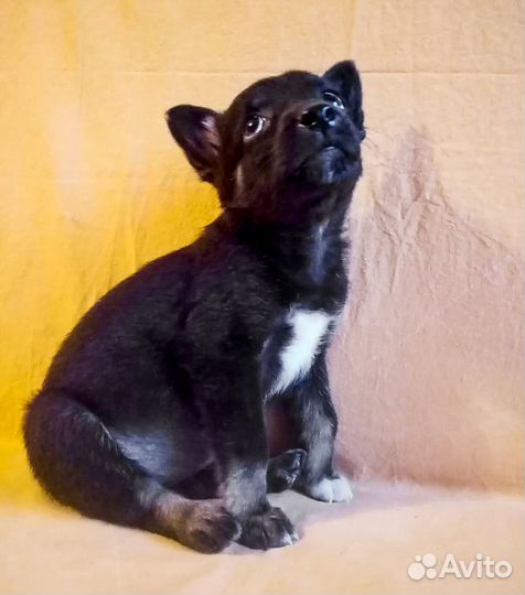 Привитая Джесси - щенок-девочка в дар