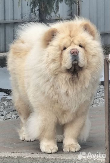 Щенок чау чау красный мальчик
