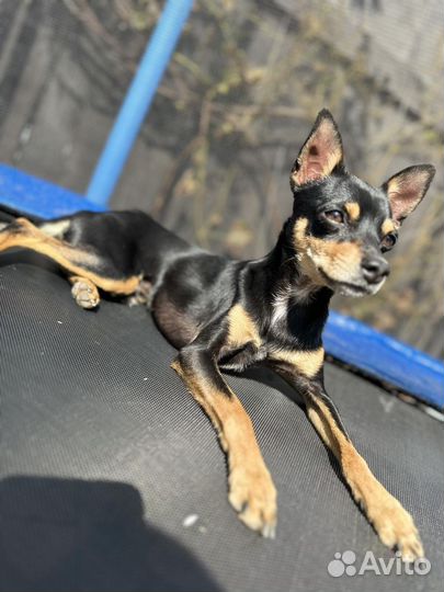 Вязка собак той-терьер